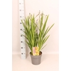 vaste planten 19 cm  Crocosmia Carmine Briljant  Karmijnrood