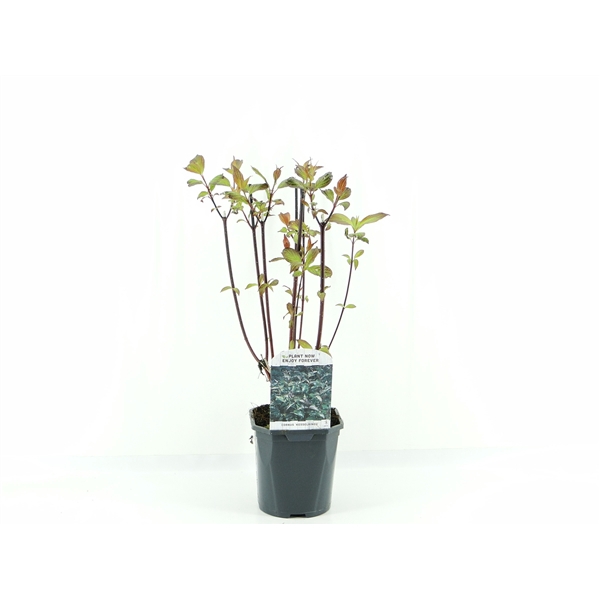 <h4>Cornus alba Kesselringii</h4>