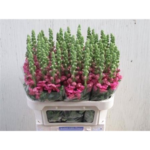Antir Avignon Rose
