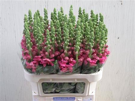 <h4>Antir Avignon Rose</h4>