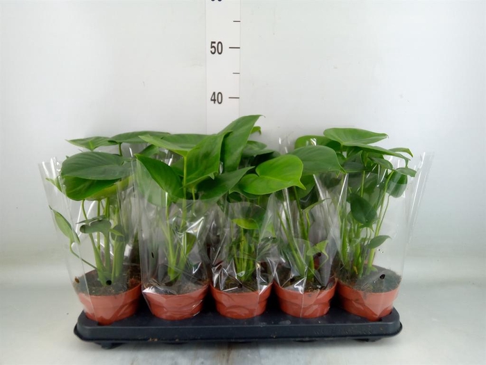 <h4>Monstera delic.</h4>