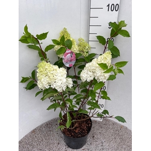 HYDR PA VANILL-FRAIS