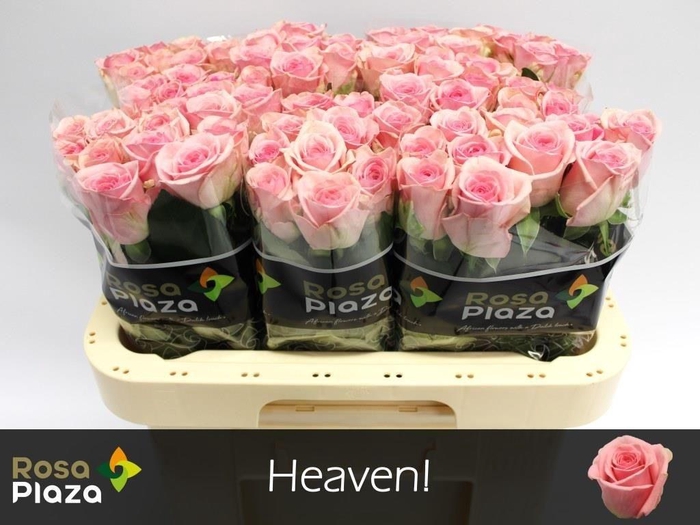 <h4>R GR HEAVEN!</h4>