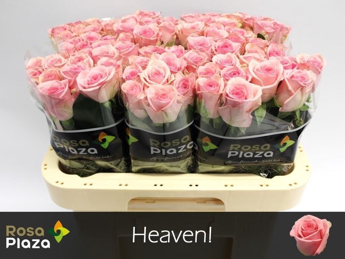 <h4>R GR HEAVEN!</h4>