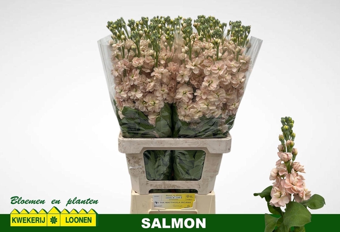 <h4>MATTH MILLA SALMON</h4>