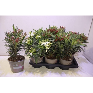 arr8 Nerium Oleander Ov