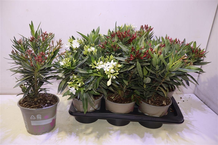 <h4>arr8 Nerium Oleander Ov</h4>