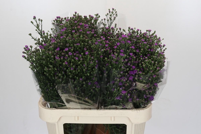 <h4>Aster Baby Pink</h4>