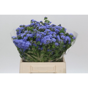 AGER H BLUE PLANET