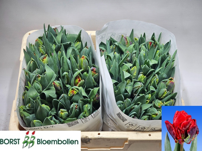 <h4>TU DU ROCOCO DOUBLE</h4>