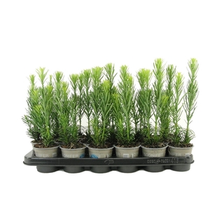 Cephalotaxus harringtonii
