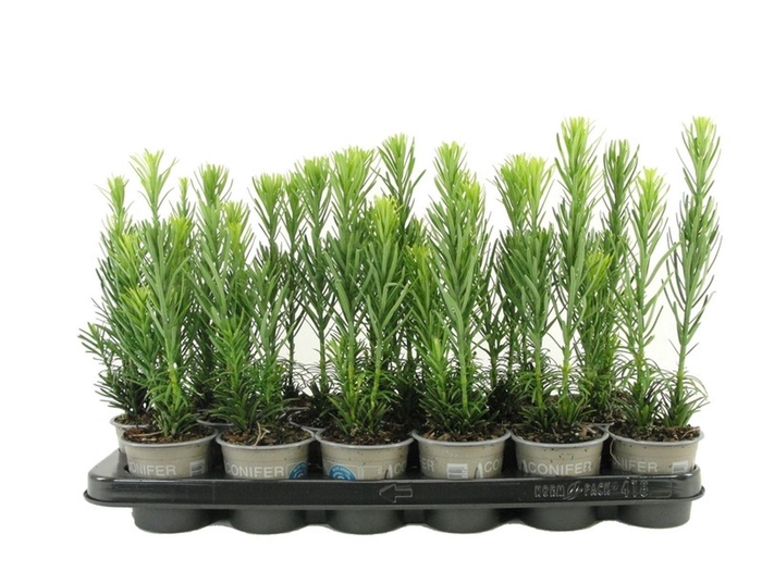<h4>Cephalotaxus harringtonii</h4>