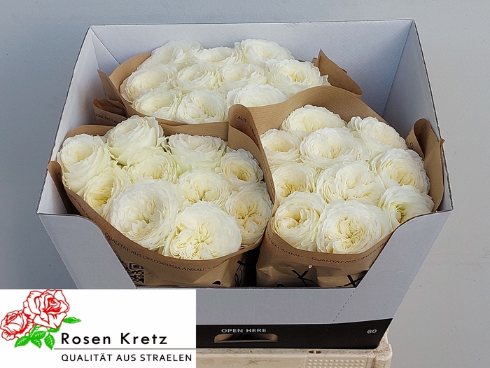 <h4>R GR LOTTI+</h4>