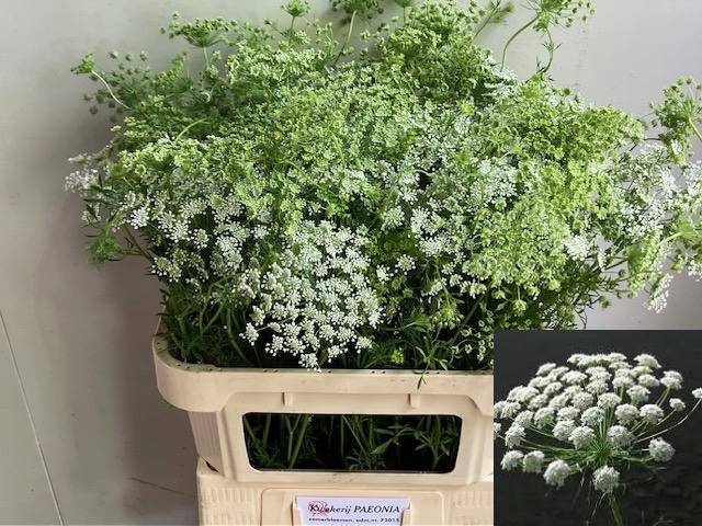 <h4>AMMI MAJUS</h4>