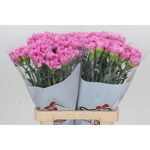 Dianthus St Akela