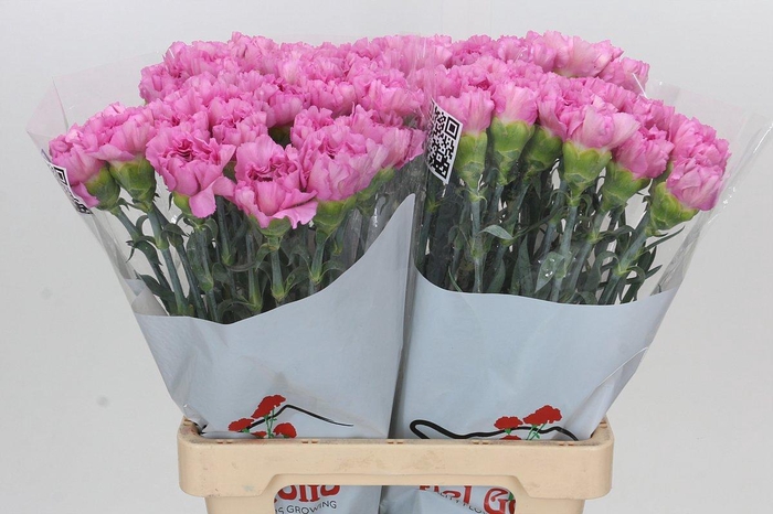 <h4>Dianthus St Akela</h4>