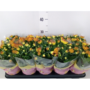 Chrysanthemum  'Lysandra'