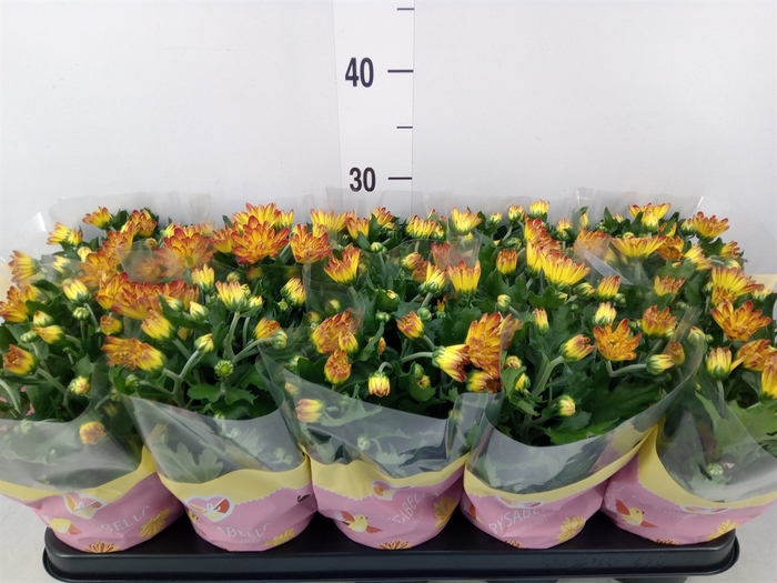 <h4>Chrysanthemum  'Lysandra'</h4>