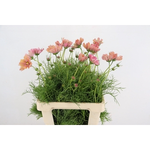 COSMOS BIPINNATUS