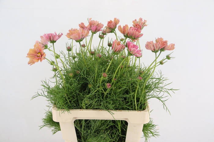<h4>COSMOS BIPINNATUS</h4>
