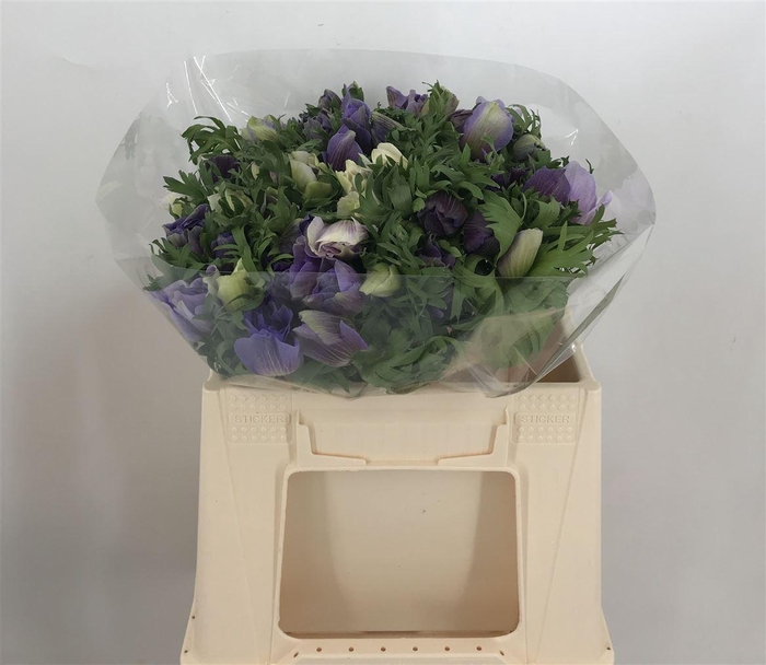 <h4>ANEM EX LIGHT BLUE</h4>