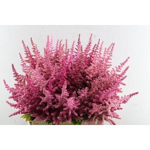 Astilbe Loud N Proud (d.rose)