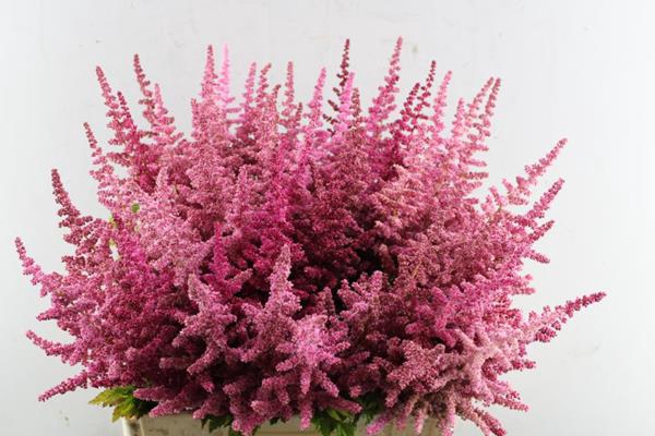 <h4>Astilbe Loud N Proud (d.rose)</h4>