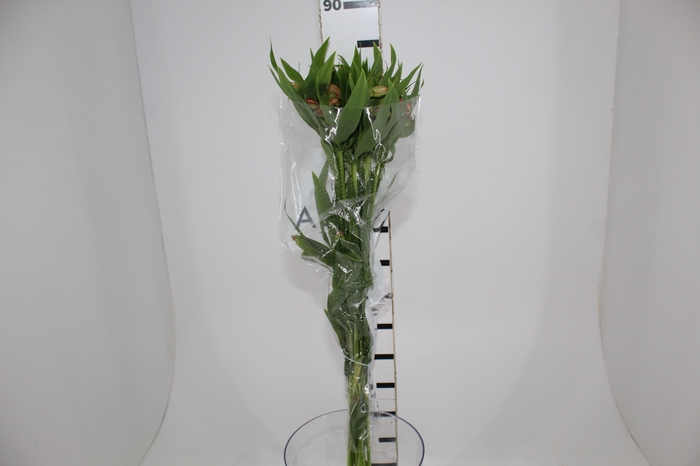 <h4>ALSTROEMERIA CANYON 080 CM</h4>