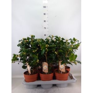 Camellia japonica 'Brushfield Yell'