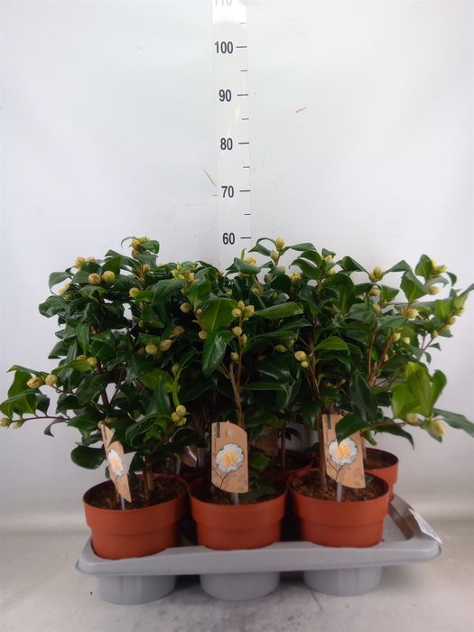 <h4>Camellia japonica 'Brushfield Yell'</h4>