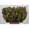 Leucadendron Laurel Yellow