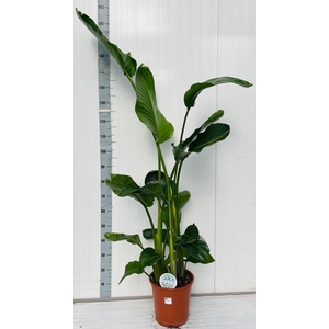 STRELITZIA NICOLAI