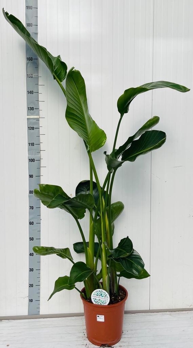 <h4>STRELITZIA NICOLAI</h4>