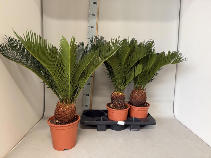 <h4>CYCAS REVOLUTA</h4>