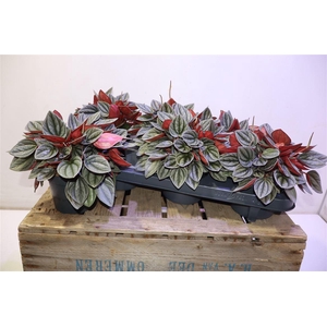 arr8 Pep Ca Santorini