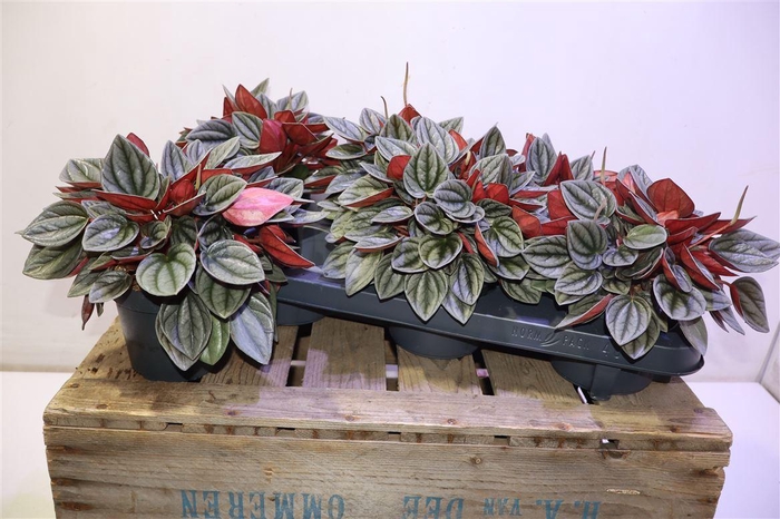 <h4>arr8 Pep Ca Santorini</h4>