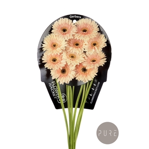 Gerbera Cafe del Mar Water x40