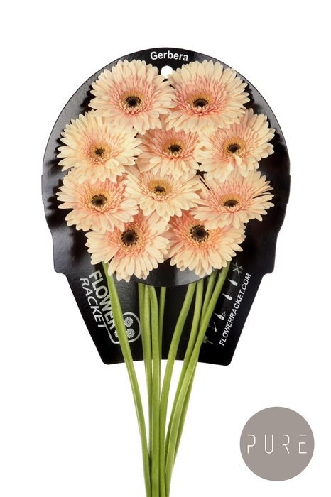 <h4>Gerbera Cafe del Mar Water x40</h4>
