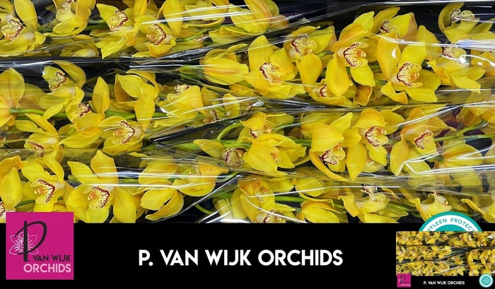 <h4>CYMB T DAY DREAM</h4>