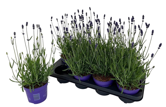 <h4>Lavendel Essence Purple P12</h4>