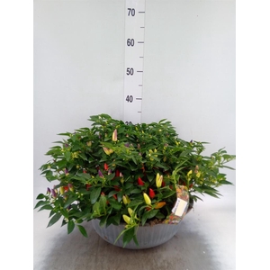 Capsicum annuum 'Cubana'  ...mix