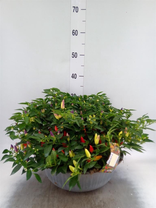 <h4>Capsicum annuum 'Cubana'  ...mix</h4>