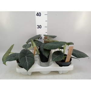 Alocasia   ...