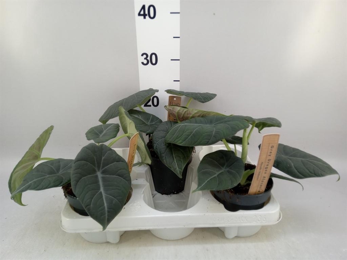 <h4>Alocasia   ...</h4>