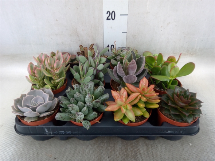 <h4>Succulents   ...</h4>