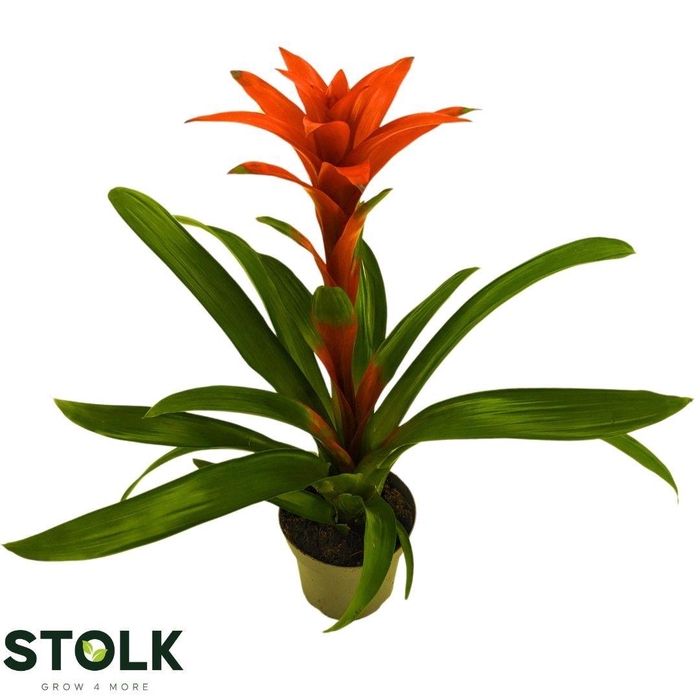 <h4>Guzmania "Brimstone"</h4>