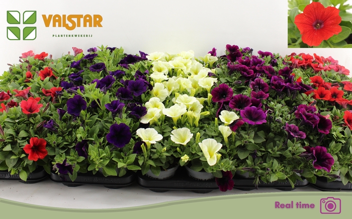 <h4>PET FAMOUS GEM</h4>