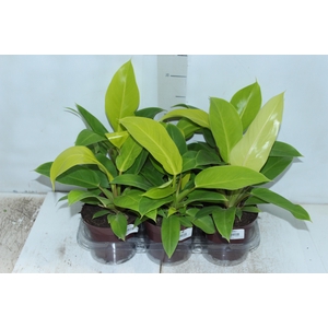 PHILODENDRON MOONLIGHT P12