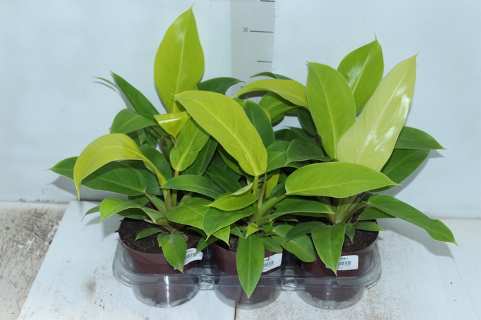 <h4>PHILODENDRON MOONLIGHT P12</h4>