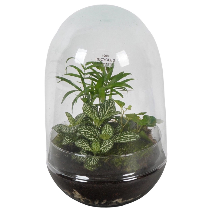 <h4>PTGIG2165 Arrangement Greens in glass in glazen ei</h4>